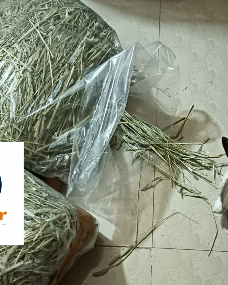 Timothy Hay 1 Kg Petfather Kolkata West Bengal
